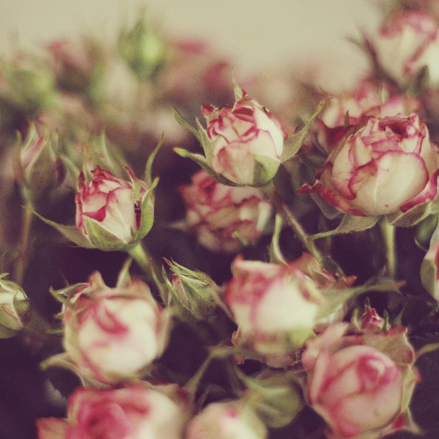 Gift for Her with Roses