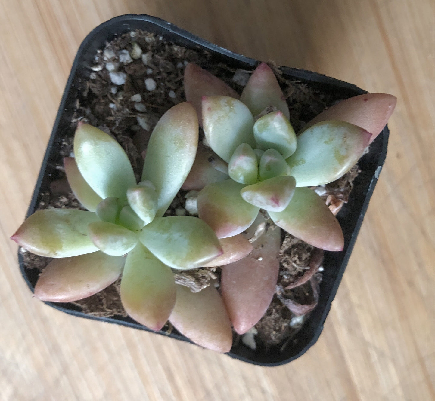 Succulent Vegan Gift Set